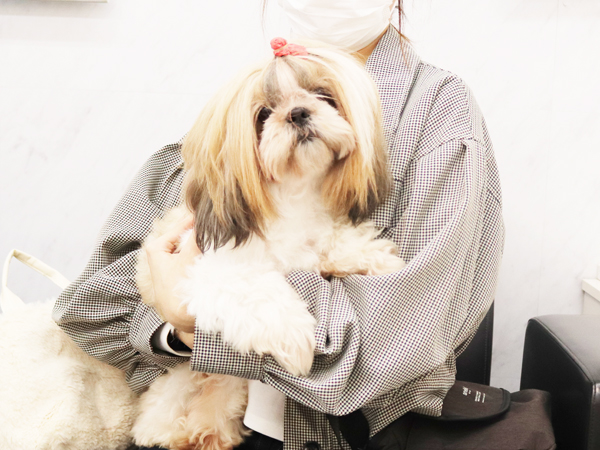 モデル犬の新しい家族が決まりました！PART⑥